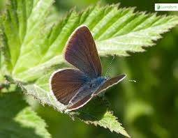 Attēlu rezultāti vaicājumam “Cyaniris semiargus female”