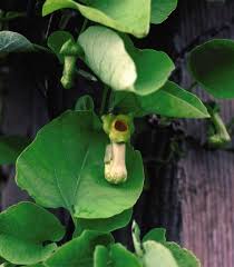 Attēlu rezultāti vaicājumam “Aristolochia durior leaf”