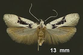 Attēlu rezultāti vaicājumam “Carpatolechia alburnella”