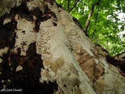 Attēlu rezultāti vaicājumam “Perenniporia medulla-panis”