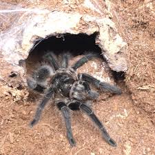 Znalezione obrazy dla zapytania Grammostola grossa