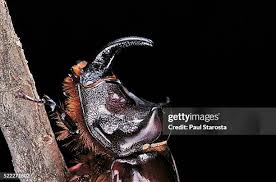 Attēlu rezultāti vaicājumam “Oryctes nasicornis male”