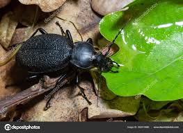 Attēlu rezultāti vaicājumam “Carabus coriaceus”
