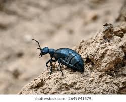 Attēlu rezultāti vaicājumam “Meloe sp.”