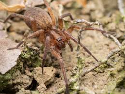 Attēlu rezultāti vaicājumam “Agroeca brunnea”