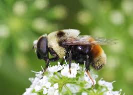 Attēlu rezultāti vaicājumam “Syrphus sp. imago”