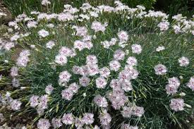 Attēlu rezultāti vaicājumam “Dianthus deltoides bud”