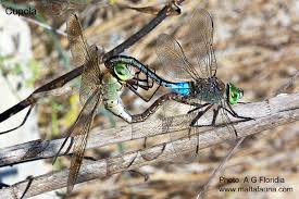 Attēlu rezultāti vaicājumam “Anax parthenope”