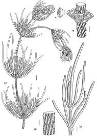 Attēlu rezultāti vaicājumam “Chara hispida”