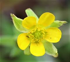 Attēlu rezultāti vaicājumam “Ranunculus elatior”