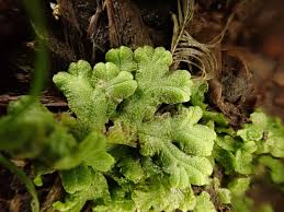 Attēlu rezultāti vaicājumam “Serpoleskea confervoides”