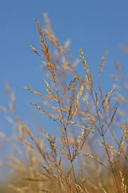 Attēlu rezultāti vaicājumam “Agrostis stolonifera subsp. straminea”