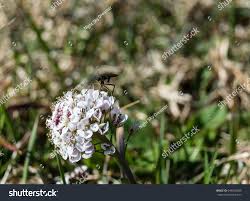 Attēlu rezultāti vaicājumam “Teesdalia nudicaulis”