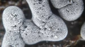 Attēlu rezultāti vaicājumam “Didymium aggregatum macro”