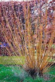 Attēlu rezultāti vaicājumam “Salix alba var. vitellina”