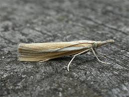 Attēlu rezultāti vaicājumam “Agriphila selasella”