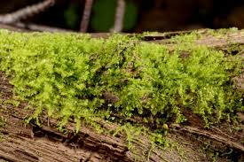 Attēlu rezultāti vaicājumam “Lophozia excisa”