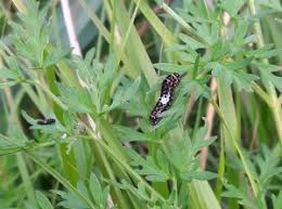 Attēlu rezultāti vaicājumam “Papilio machaon larva”