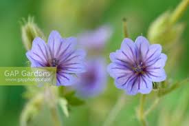 Attēlu rezultāti vaicājumam “Geranium bohemicum”