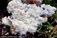 Attēlu rezultāti vaicājumam “Brefeldia maxima”