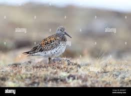 Image result for Calidris tenuirostris