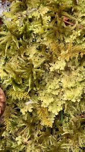 Attēlu rezultāti vaicājumam “Homalia trichomanoides sporophyte”