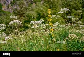 Attēlu rezultāti vaicājumam “Laserpitium latifolium bud”