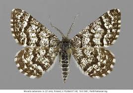 Attēlu rezultāti vaicājumam “Epirranthis diversata”