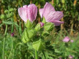 Image result for Malva alcea