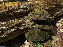 Attēlu rezultāti vaicājumam “Phellinus populicola”