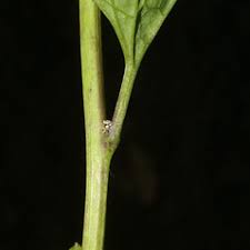 Attēlu rezultāti vaicājumam “Alliaria petiolata leaf”