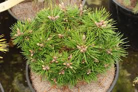 Attēlu rezultāti vaicājumam “Pinus nigra”