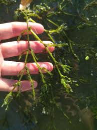 Attēlu rezultāti vaicājumam “Najas tenuissima”