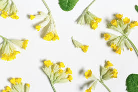 Attēlu rezultāti vaicājumam “Primula veris leaf”