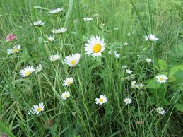 Attēlu rezultāti vaicājumam “Leucanthemum vulgare”