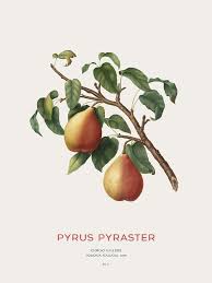 Attēlu rezultāti vaicājumam “Pyrus pyraster fruit”