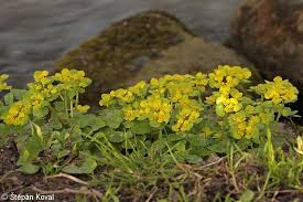 Attēlu rezultāti vaicājumam “Chrysosplenium alternifolium flower”