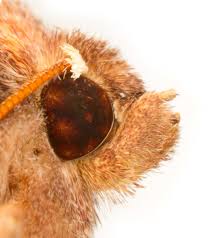 Attēlu rezultāti vaicājumam “Gortyna flavago”