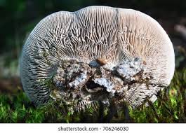 Attēlu rezultāti vaicājumam “Lenzites betulina”