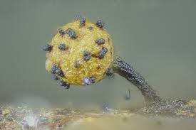 Attēlu rezultāti vaicājumam “Hemitrichia sordivesiculosa”