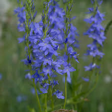 Attēlu rezultāti vaicājumam “Veronica austriaca subsp. teucrium bud”