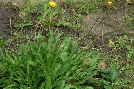 Attēlu rezultāti vaicājumam “Leontodon hispidus flower”