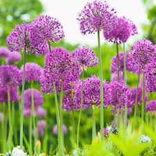 Attēlu rezultāti vaicājumam “Allium holandicum”