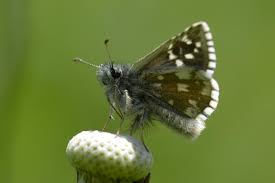 Attēlu rezultāti vaicājumam “Pyrgus serratulae”