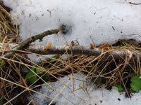 Attēlu rezultāti vaicājumam “Macrotyphula fistulosa var. contorta”