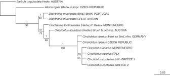 Attēlu rezultāti vaicājumam “Cinclidotus danubicus cells”