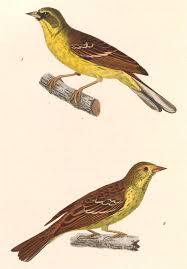 Image result for Emberiza spodocephala