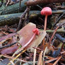 Attēlu rezultāti vaicājumam “Mycena rosella”