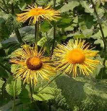 Image result for Telekia speciosa