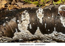 Attēlu rezultāti vaicājumam “Postia rennyi”